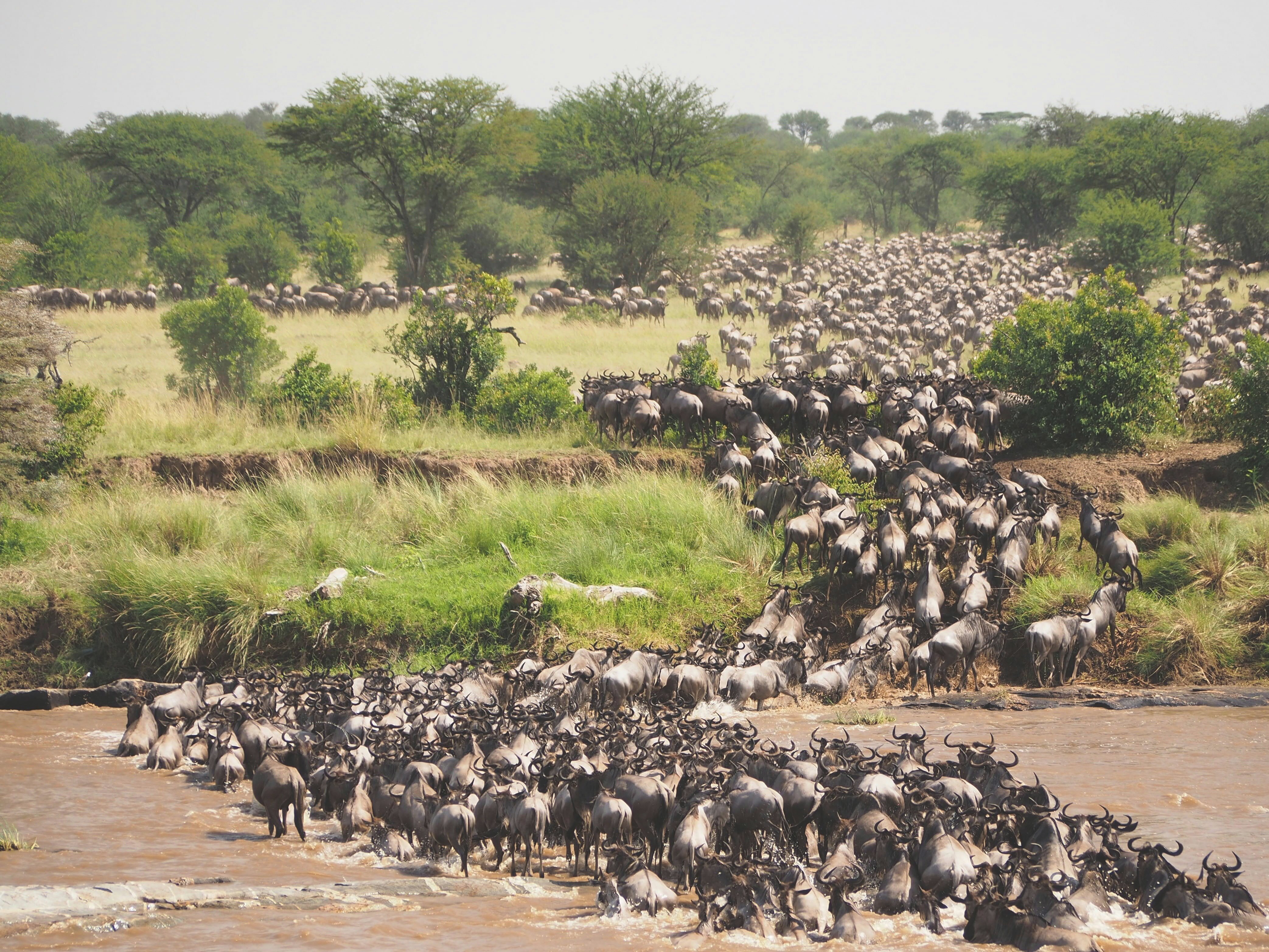 Grote trek Rivercrossing, Tanzania ©BrightTanzania