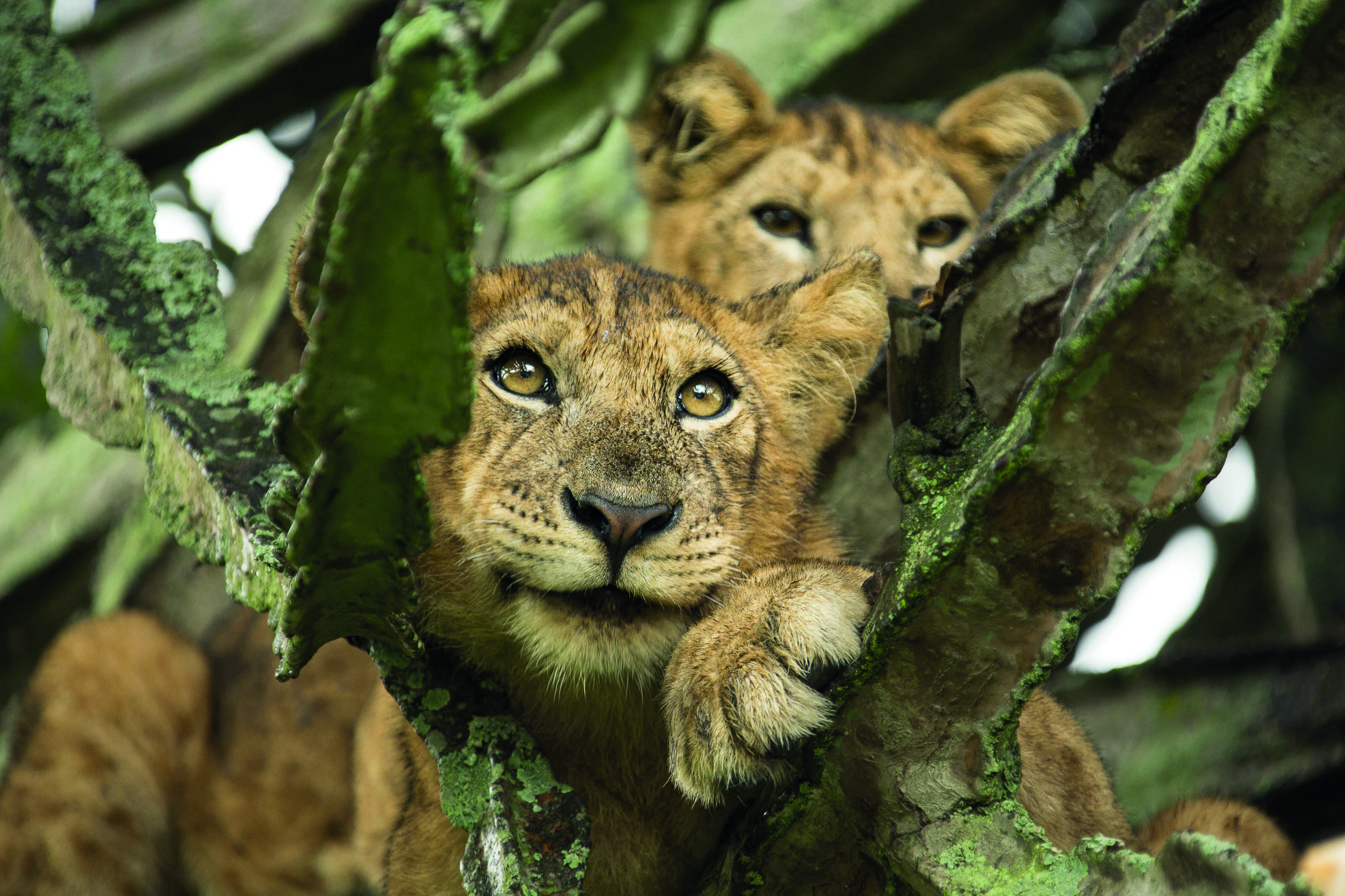 Boomklimmende leeuwinnen in Oeganda