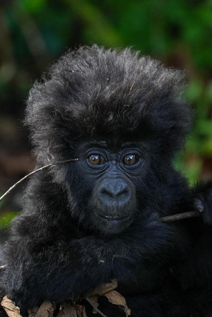 Kisoro Art Island Gorilla Trek photograph © Angel Maric - image courtesy of kisoroartisland.com
