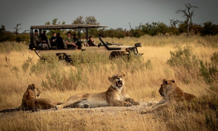 Game drive at Atzaro Okavango Delta