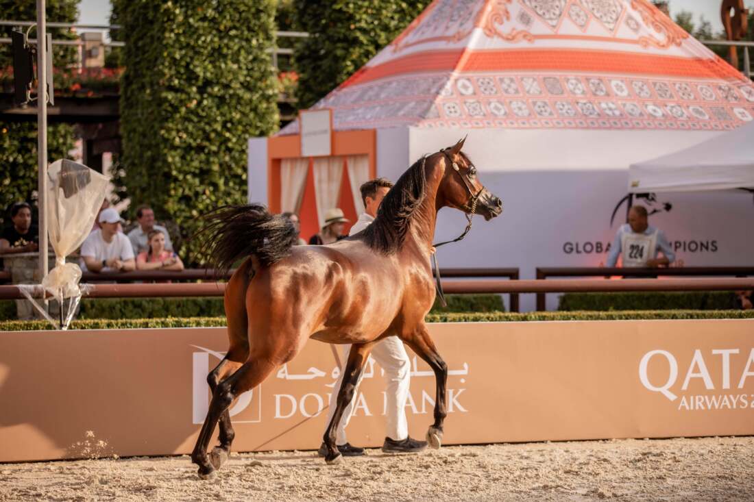 Global Champions Arabians Tour Valkenswaard 2024
