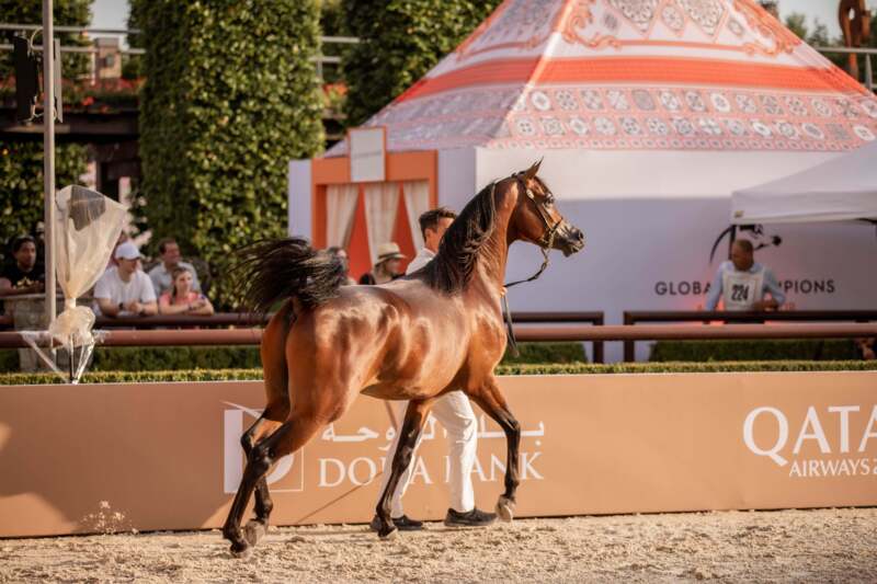 Global Champions Arabians Tour Valkenswaard 2024