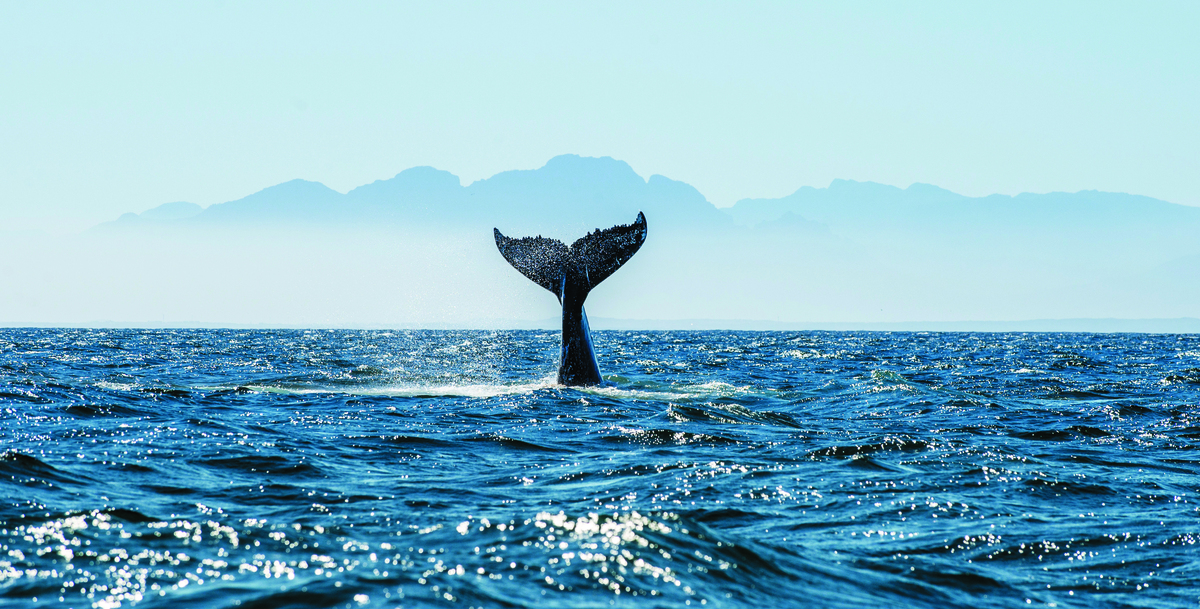 Walvis bij De Hoop