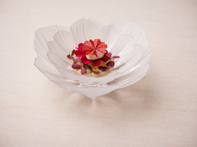 Alma coquille ©Pieter D'Hoop