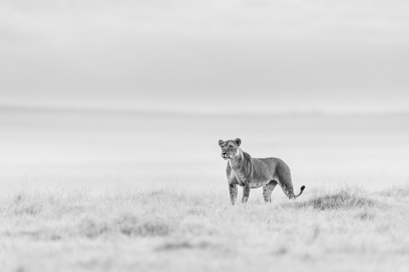 The Huntress © Johan Siggesson