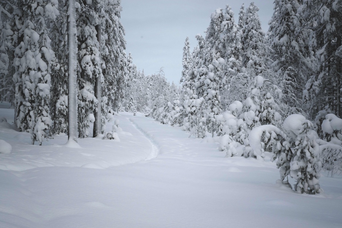 Een eenzaam spoor in het sprookjesachtige Noordelijke Finse landschap © Ask James/Edward van Hees