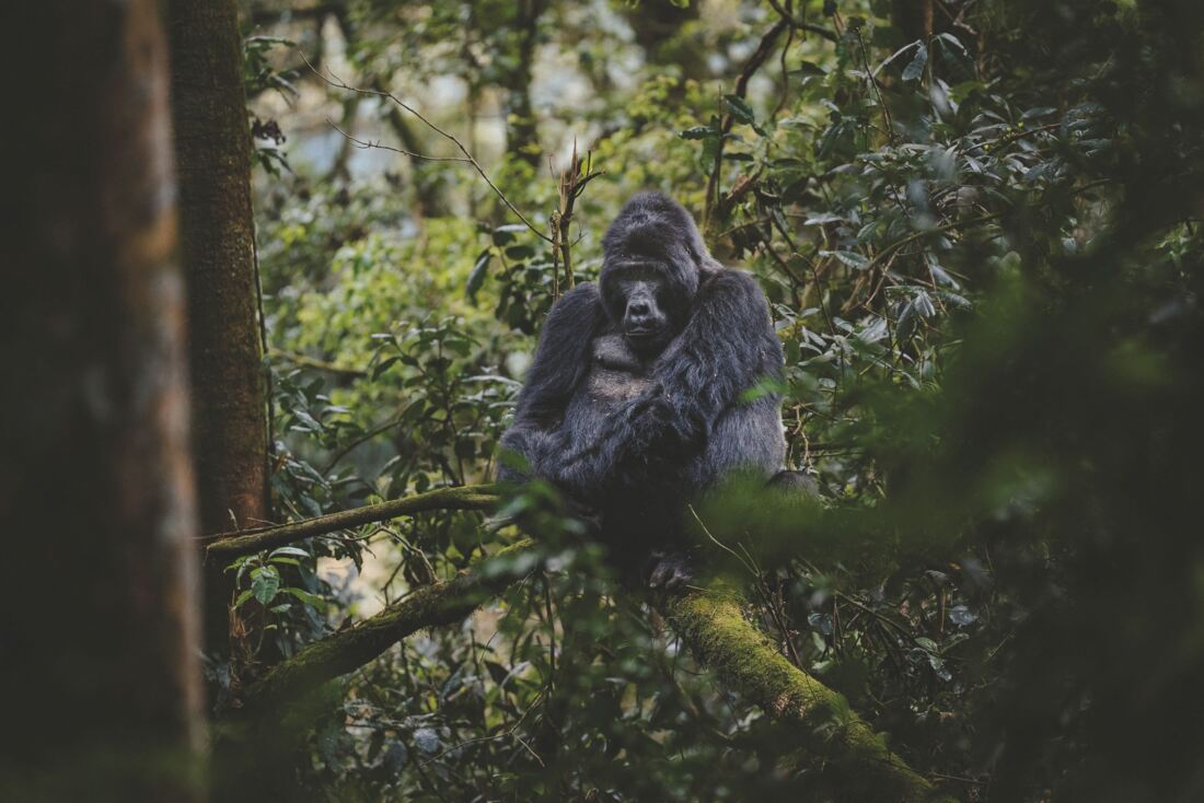 Gorilla in Oeganda © Jambo Safari Club