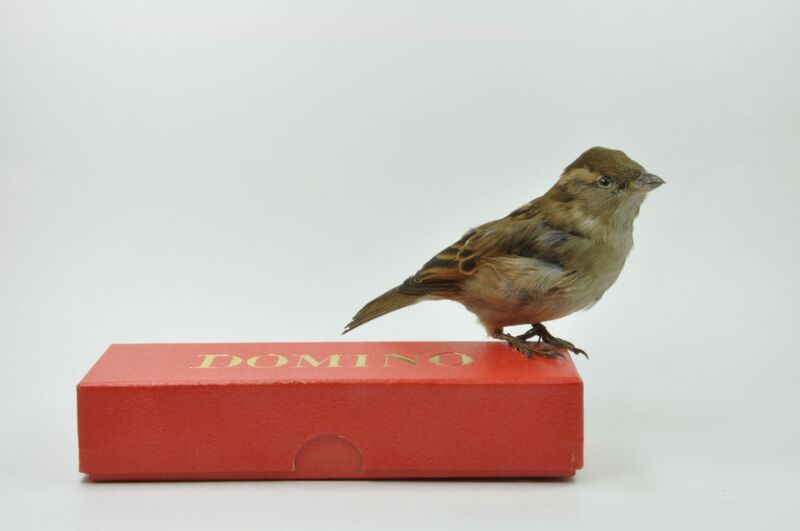 Dominomus, 2005-2025, Natuuurhistorisch Museum. Rotterdam