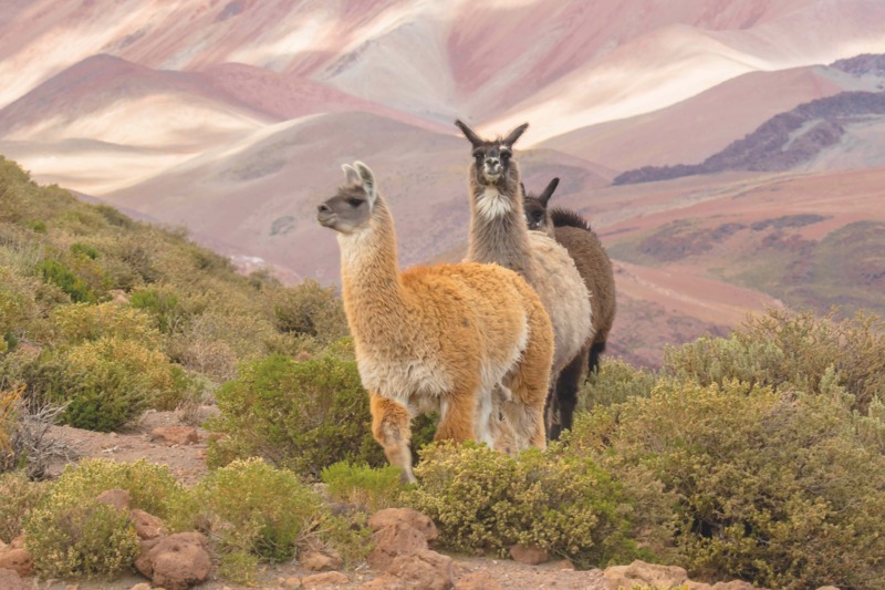 Lama’s in Peru