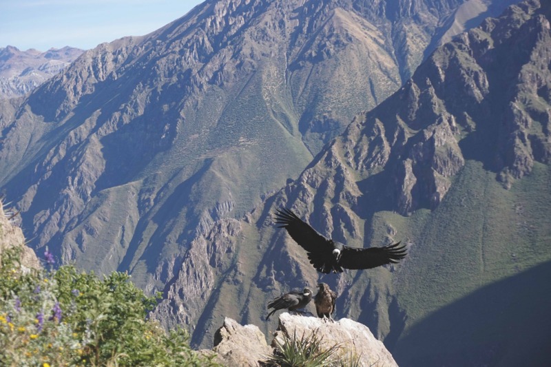 Colca Canyon