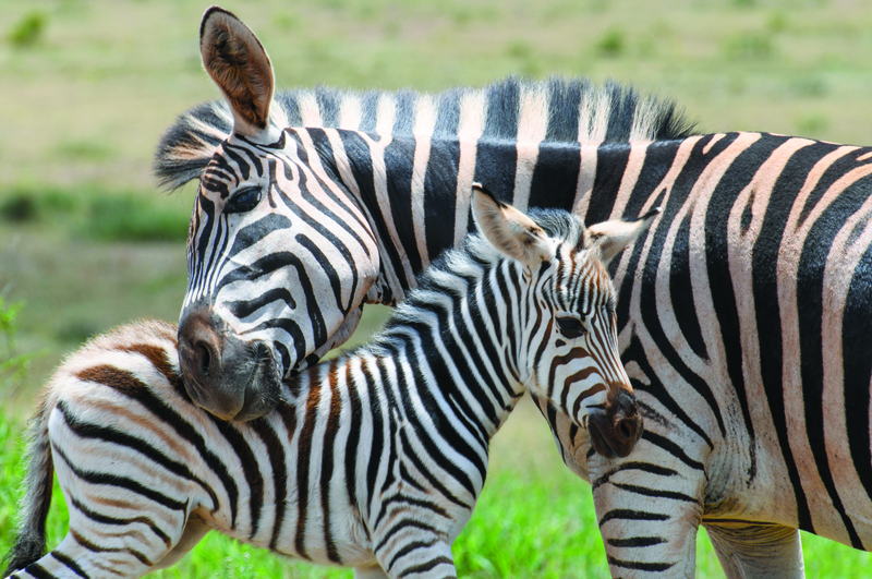 Safari ervaring op z’n best!