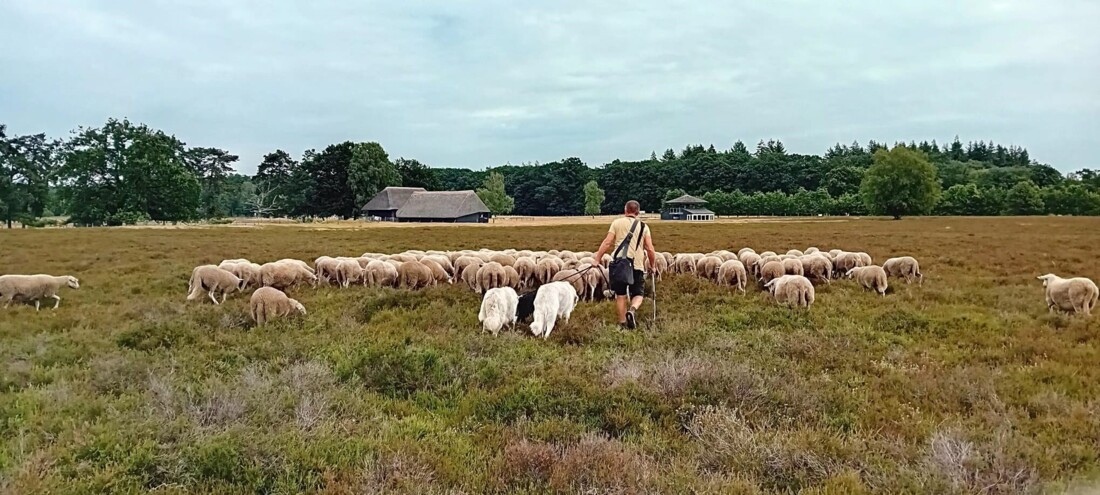 Herder met Schaapskudde © Schaapskudde Epe-Heerde
