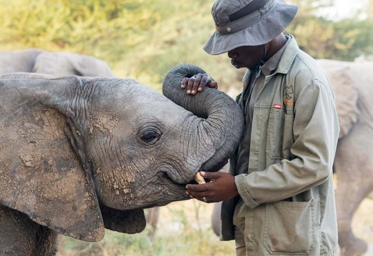 Elephant Havens The Atzaro African Ultimate Experience