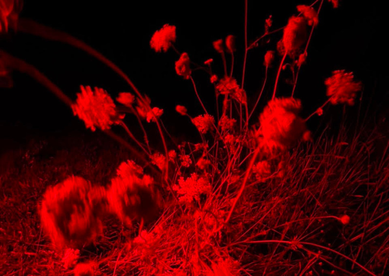 Saskia Noor van Imhoff Miscellany Garden GRIMM Beeld: GRIMM