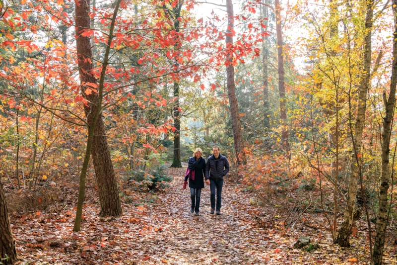 Herfstwandeling op de Veluwe