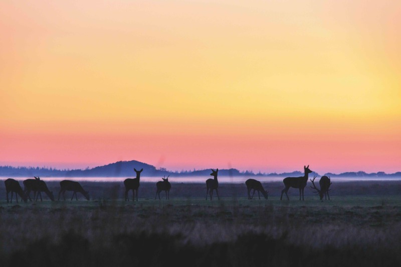 Herfst op de Veluwe