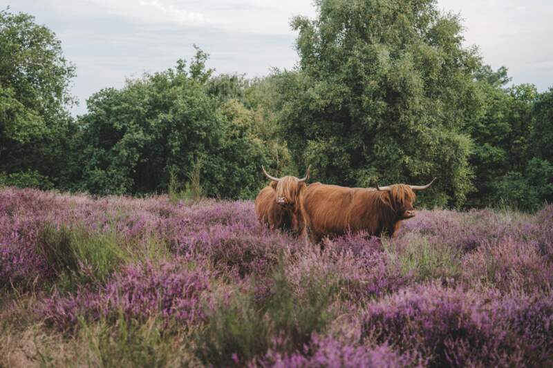 Mookerheide