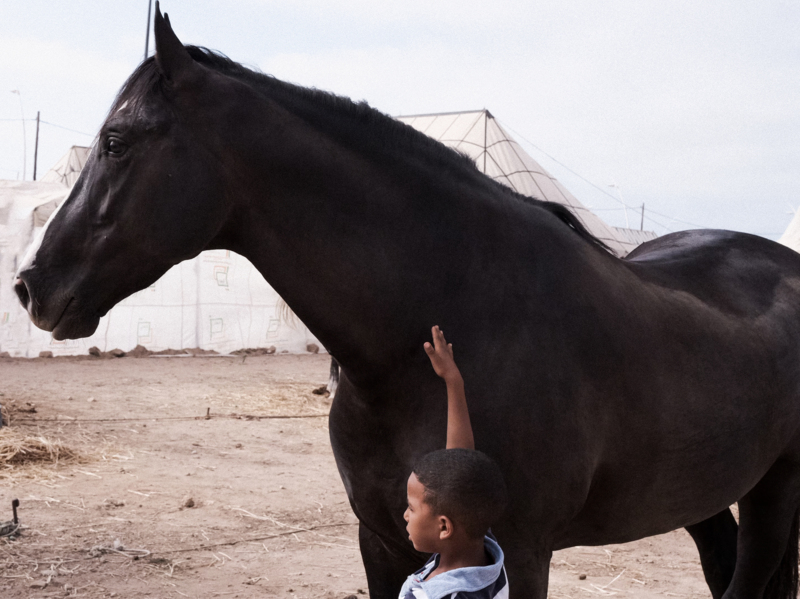 IDFA Tala Hadid Bardi Boy Stallion 2026