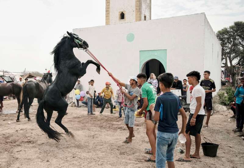 IDFA Tala Hadid Bardi Stallionn 2026